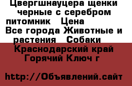 Цвергшнауцера щенки черные с серебром питомник › Цена ­ 30 000 - Все города Животные и растения » Собаки   . Краснодарский край,Горячий Ключ г.